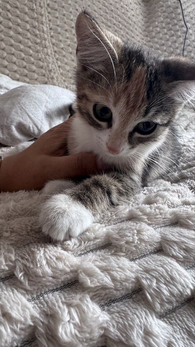 Отдам кошечку 2 месяца