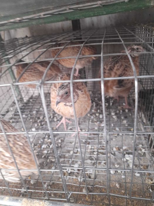 Vand prepelite 15 lei buc