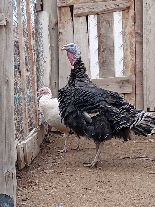 индюк қораз сатылады