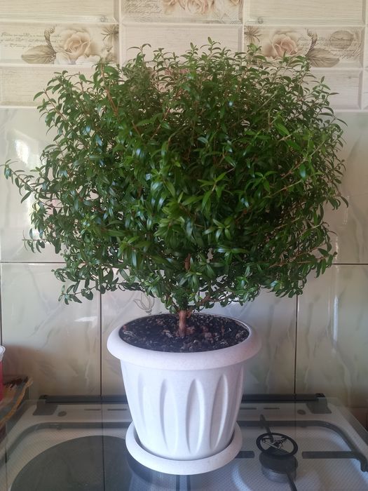 Продам Миртовое дерево