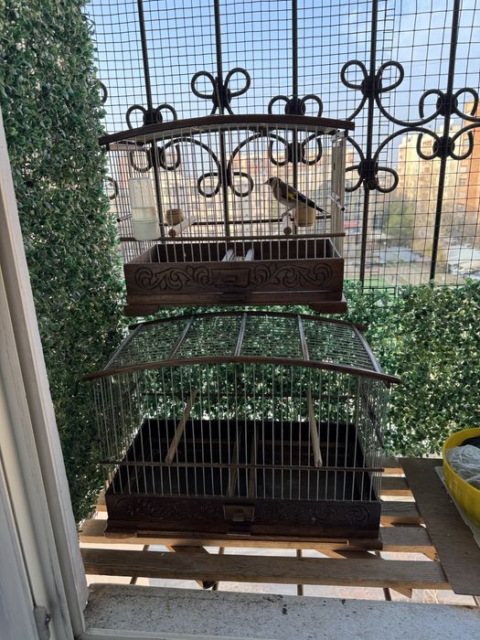 Ёнгокдан ясалган кафасла сотилади