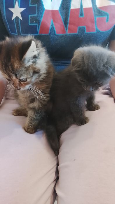 Отдам котят бесплатно