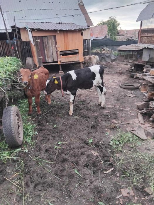 De vânzare o vițeaua și un tauras