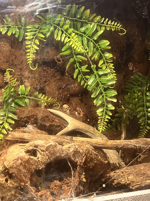 Vand tarantula + terariu