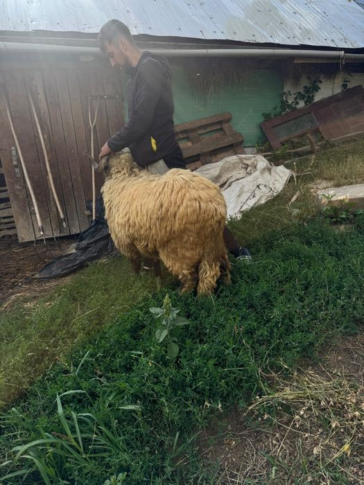 Mior de vanzare mai multe detali la tf