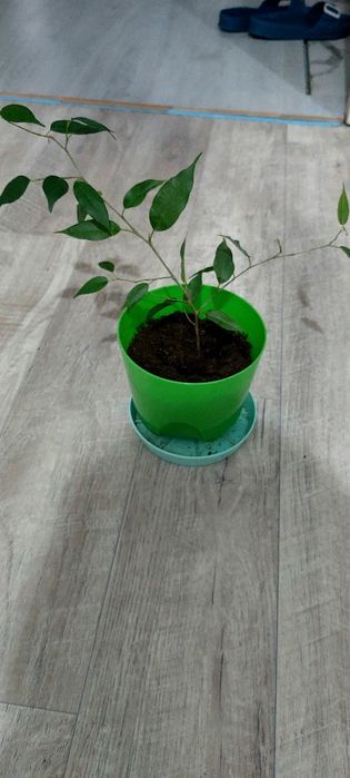 Комнатное растение