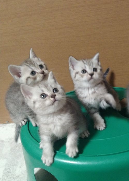 Шотландские Скоттиш страйт.
