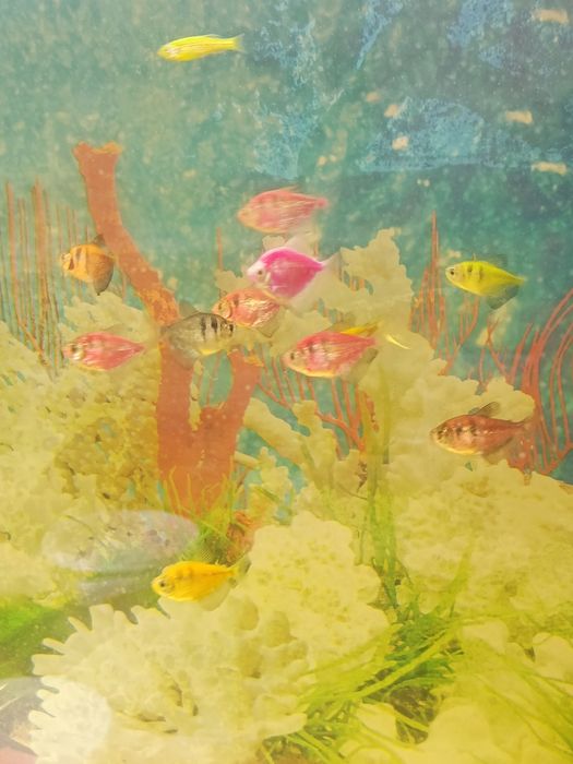 Продам данио, тернеции.