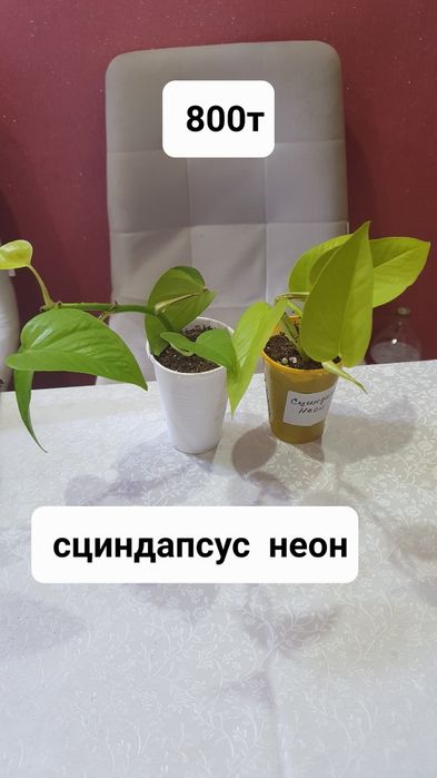 Комнатные растения