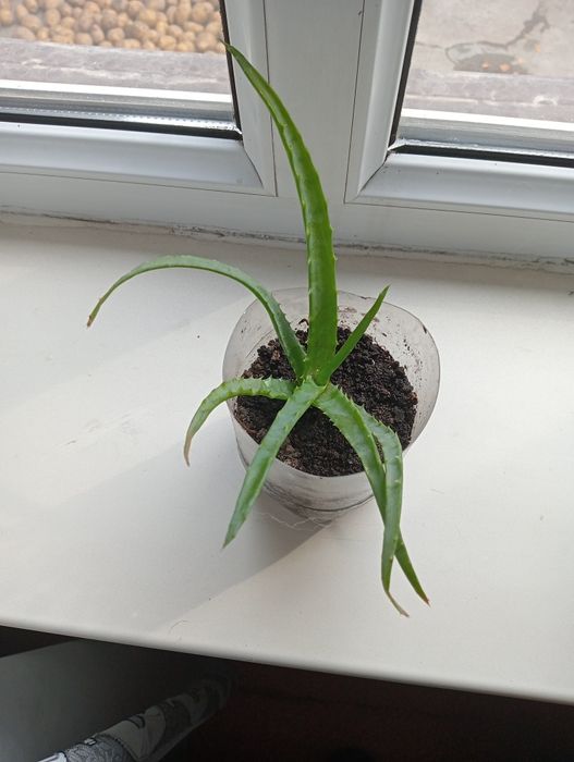 Продам Алой домашний.