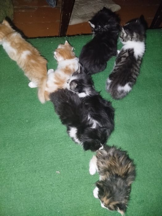 Отдам котят в хорошие руки