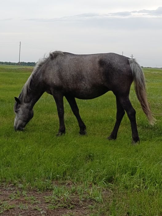 Продам лошадей оптом