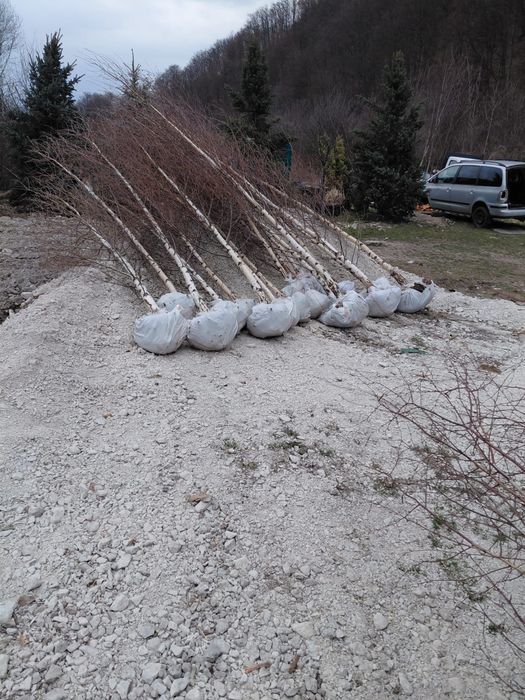 Mesteacan alb 3m - 7m livram oriunde in tara fara avans