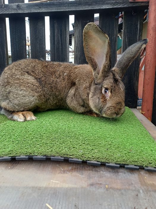 Vand iepuri uriasi german femele 11 luni