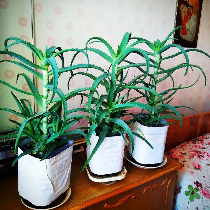Продаю алоэ лечебный