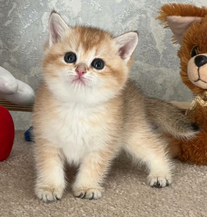 Британская золотая шиншилла девочка чистокровная