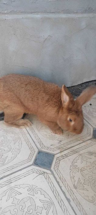 Quyon sotiladi Enzika 1 yosh  4kg