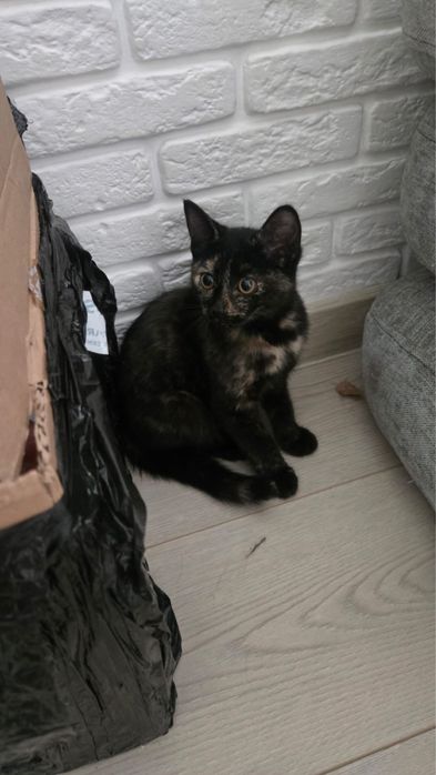 Котёнок девочка ищет дом