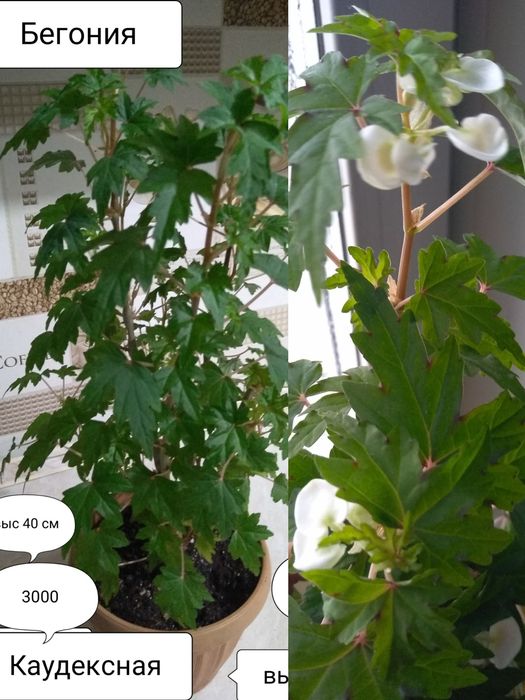 Продам комнатные цветы