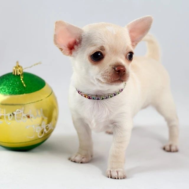 Шикарные малыши от Мала до Велика