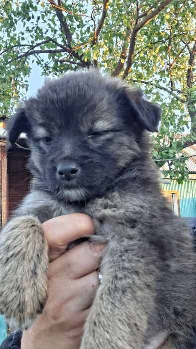 Щенки мальчики и девочки2,5 м5с