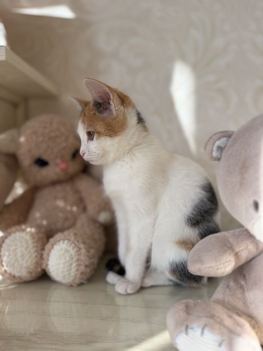 Очень очень ласковый котенок
