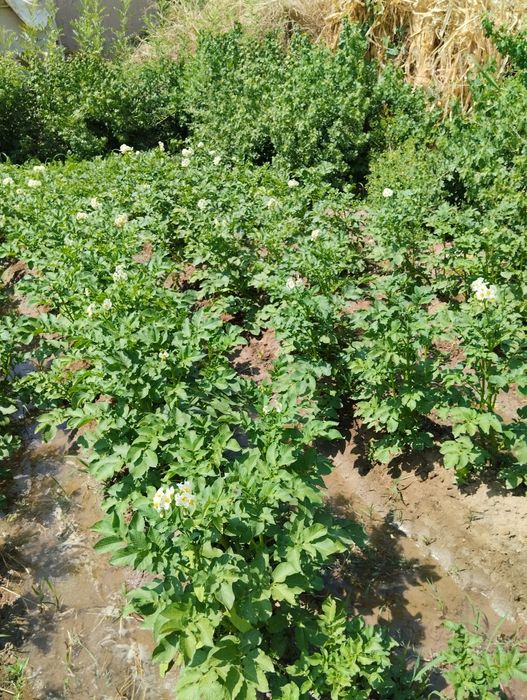 Uy sotiladi xolati yaxshi