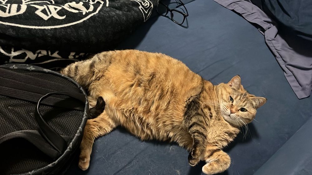 Кошку отдам  бесплатно