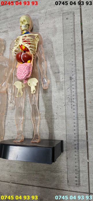 modele din plastic pentru anatomie biologie pereche 44cm inaltime se vind ca in poze