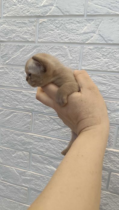 Шикарный котенок европейской Бурмы