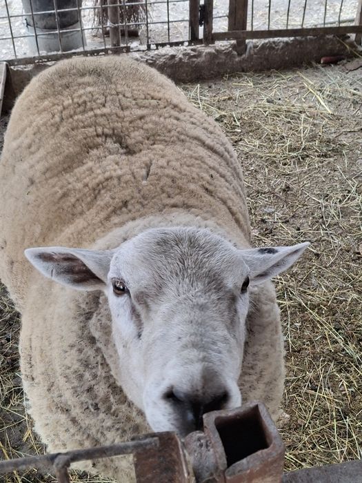 De vanzare oi texel