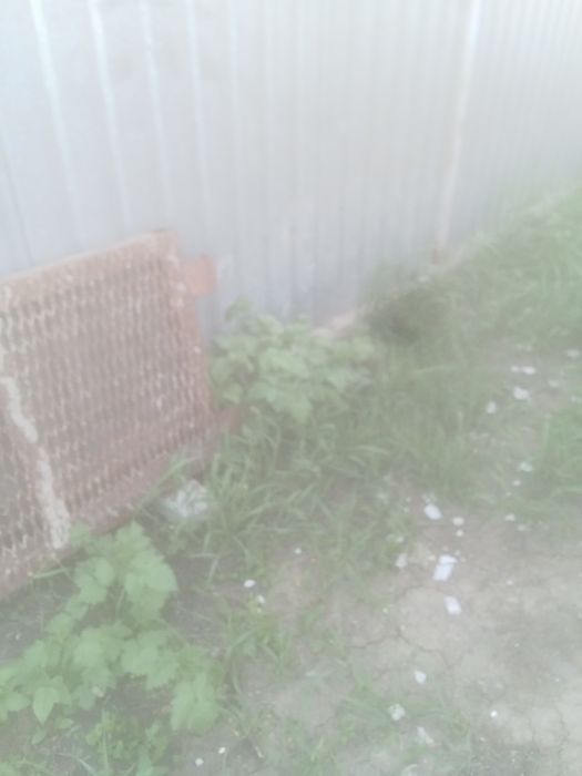 Продам саженцы еживики