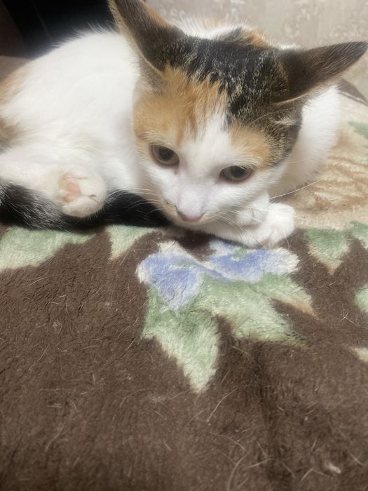 Отдам две кошки блезняшки
