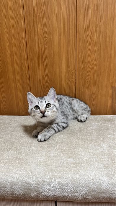 Котята в хорошие руки