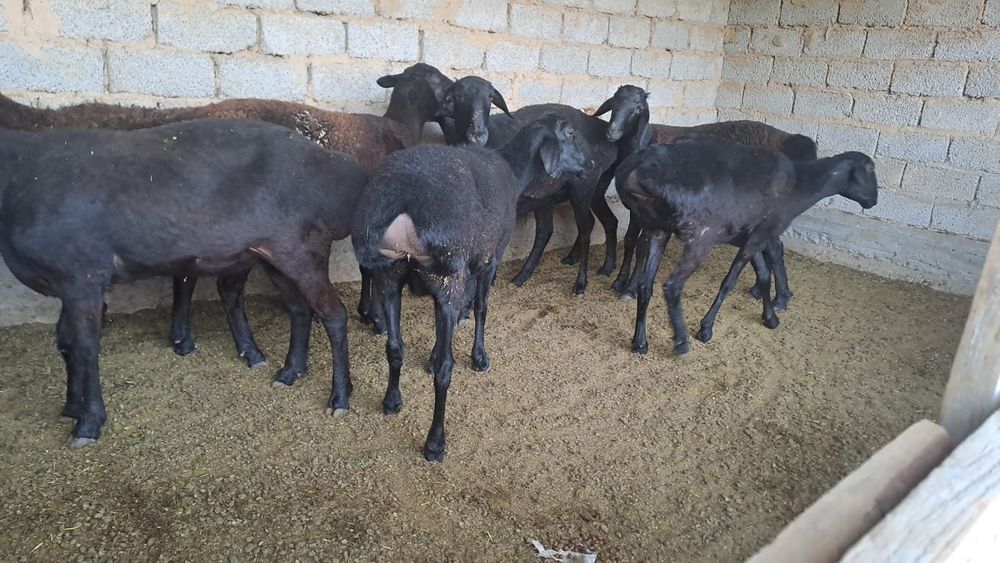 Қой бар  ,бодағы