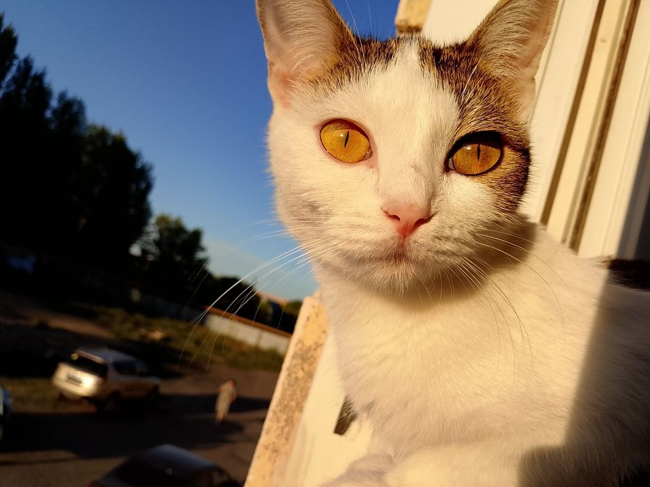 Котята.Чёрный, белый, коричневый