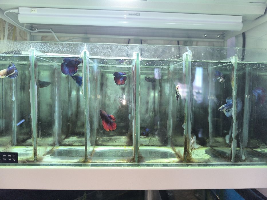 Рыбка Петушок Супер Дельта