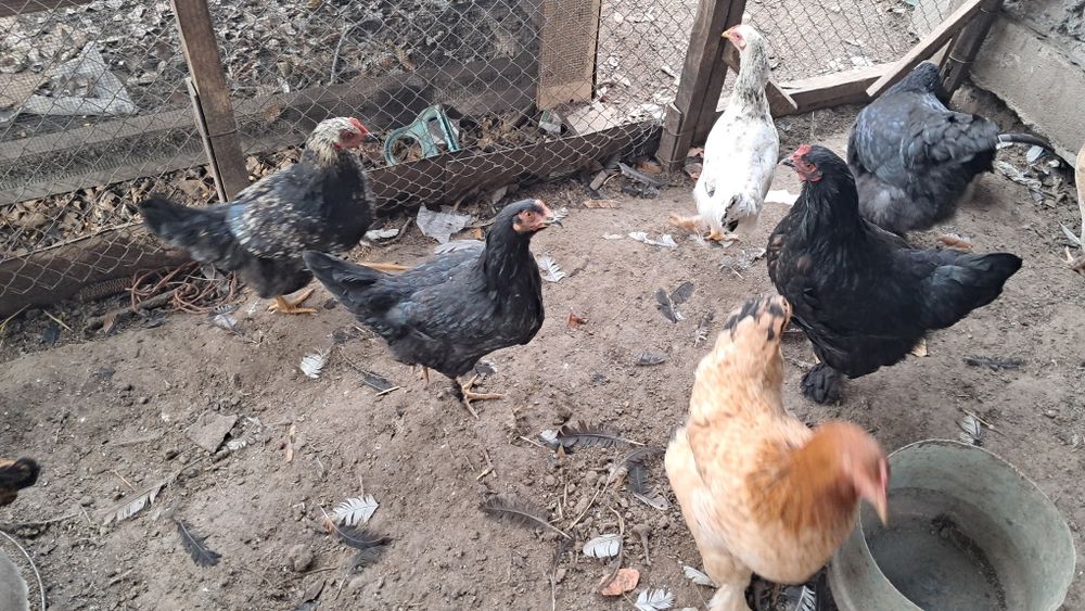 Продам петухов молодые