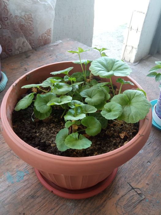 Гулдер неше турли