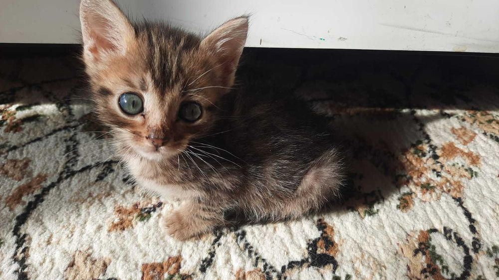 Отдам в добрые руки котят