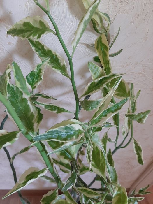 Комнатные цветы, үй гүлдері