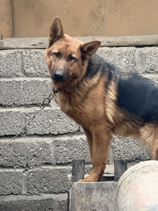 Продается собака. Порода Овчарка