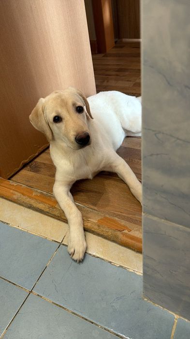 Лабрадор, девочка