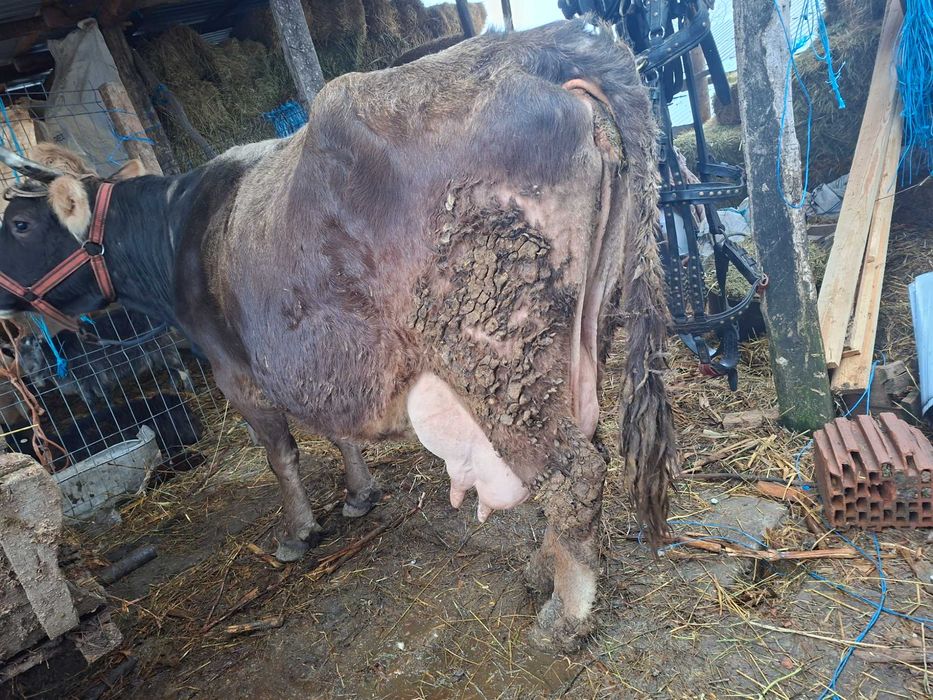 Disponibile douo vaci