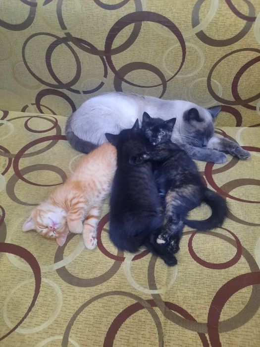 Отдам котят в хорошие руки