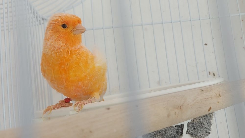 Papagali perusi tineret si pereche canari