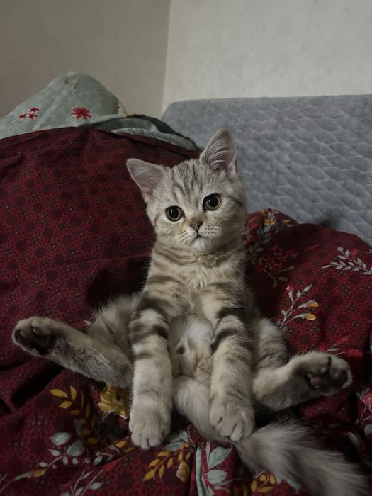 Котенок 3 месяцев