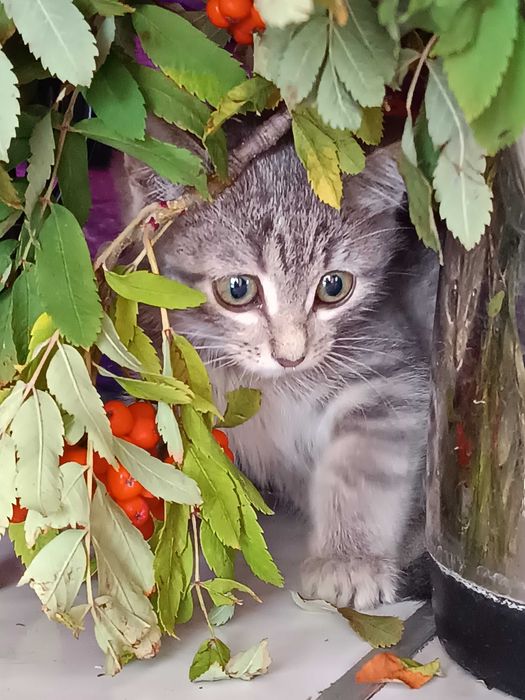 ОБЫЧНЫЙ КОТЕНОК котенок 2 мес. Девочка и Мальчик