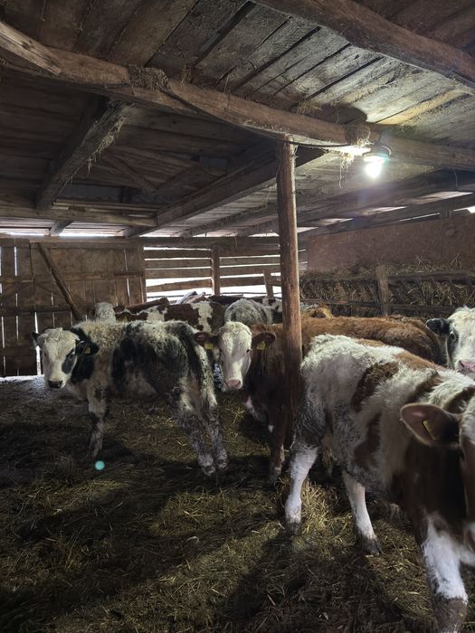 Bălțati românești