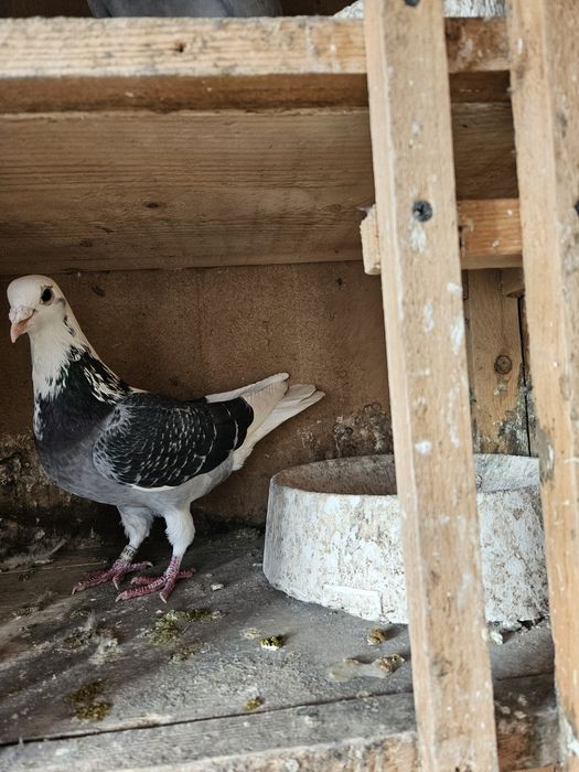 Vand porumbel mascul voiajor 2025 
Vaccinat si de